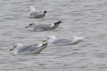 Glaucous Gull - ML614458743