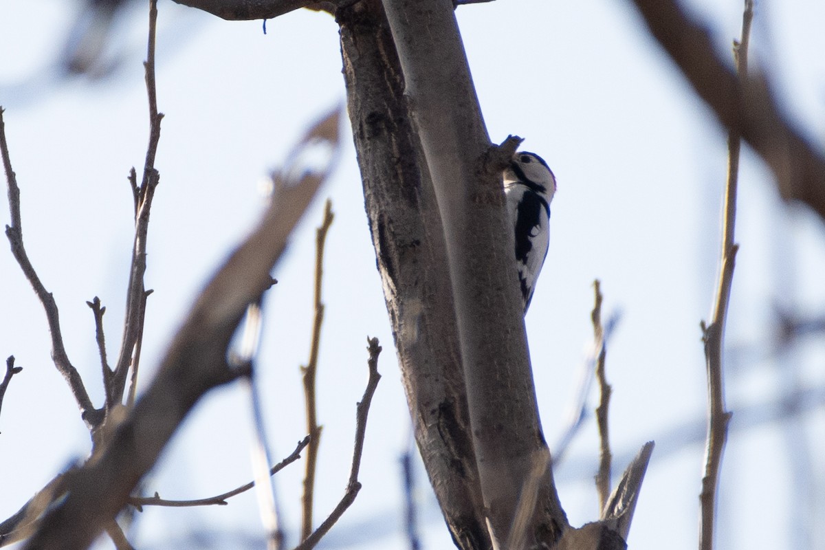 Syrian Woodpecker - ML614458758