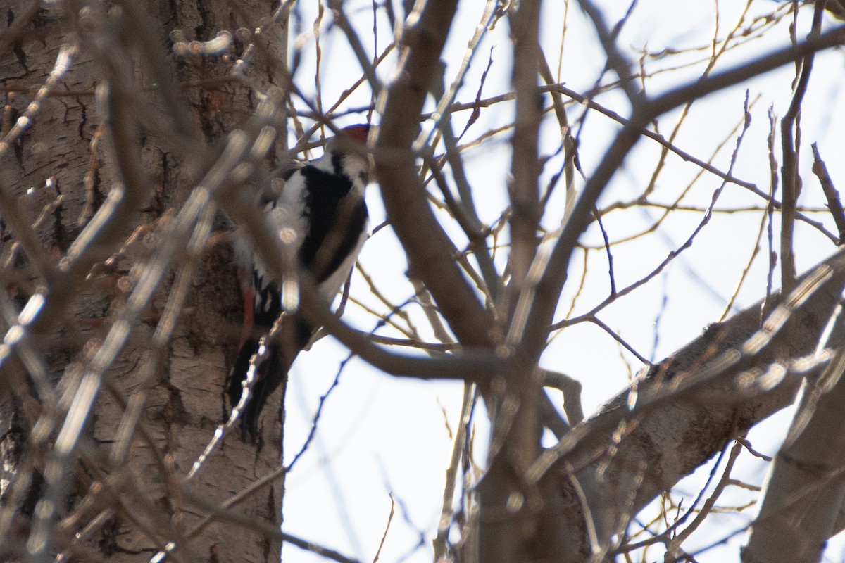 Syrian Woodpecker - ML614458759