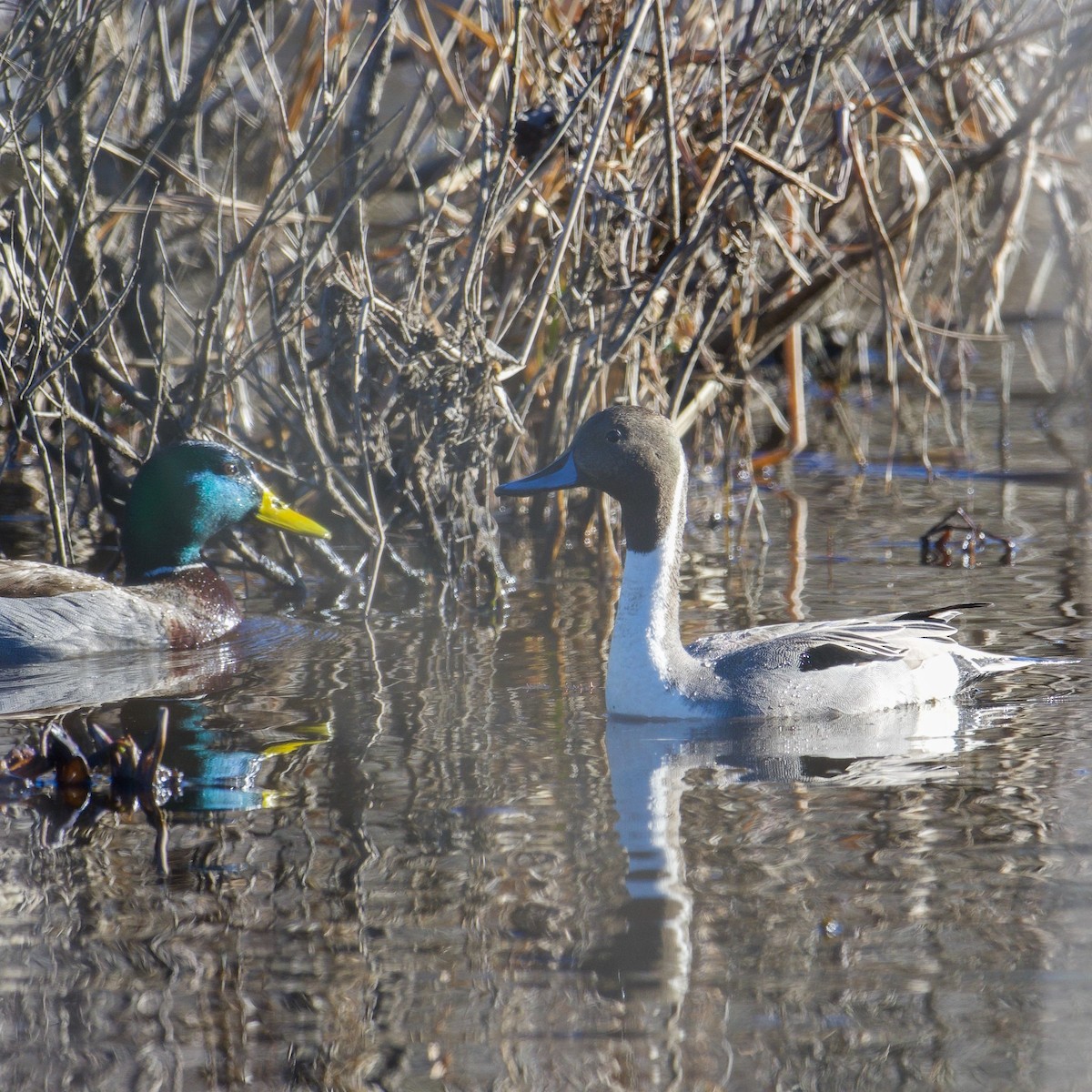 Northern Pintail - ML614458766