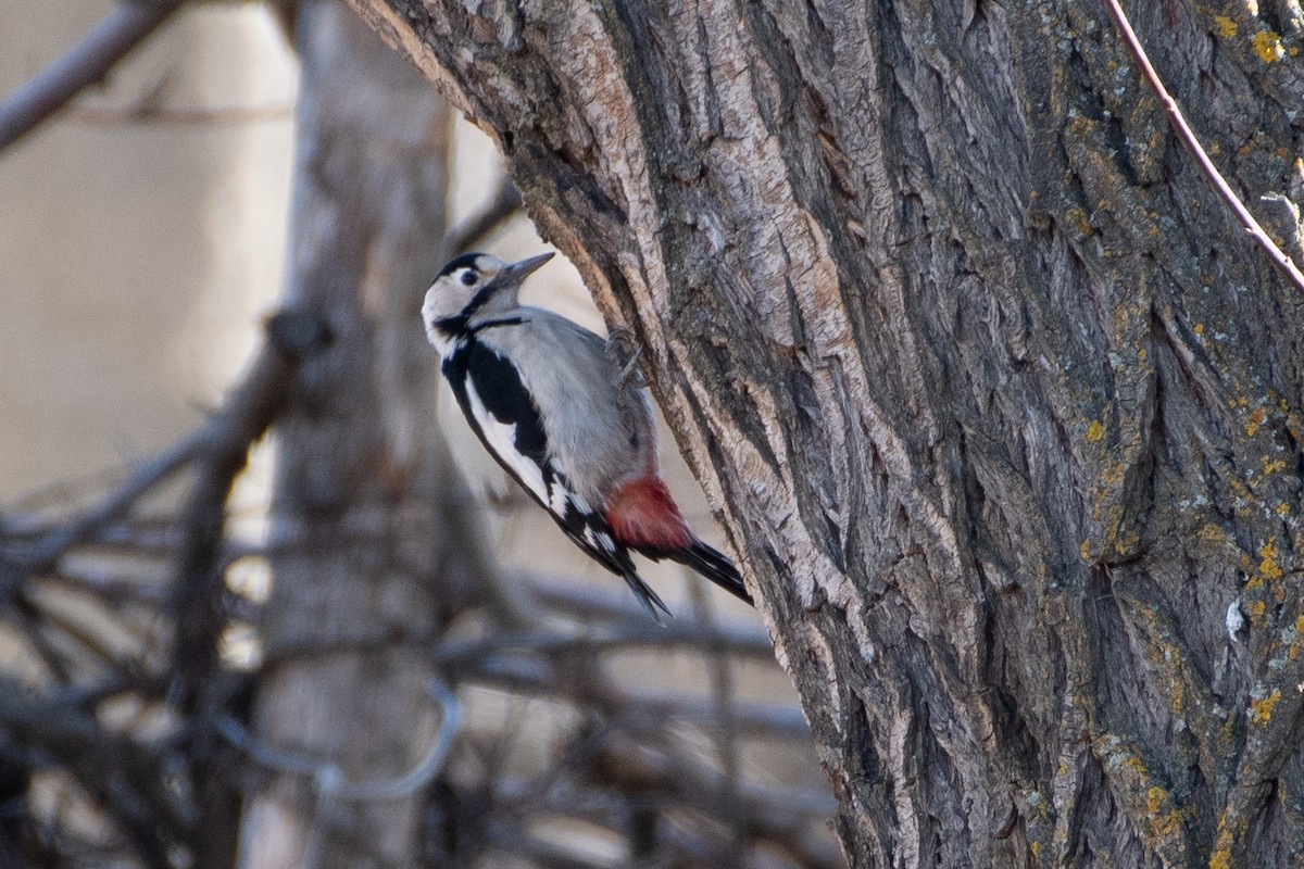 Syrian Woodpecker - ML614458768