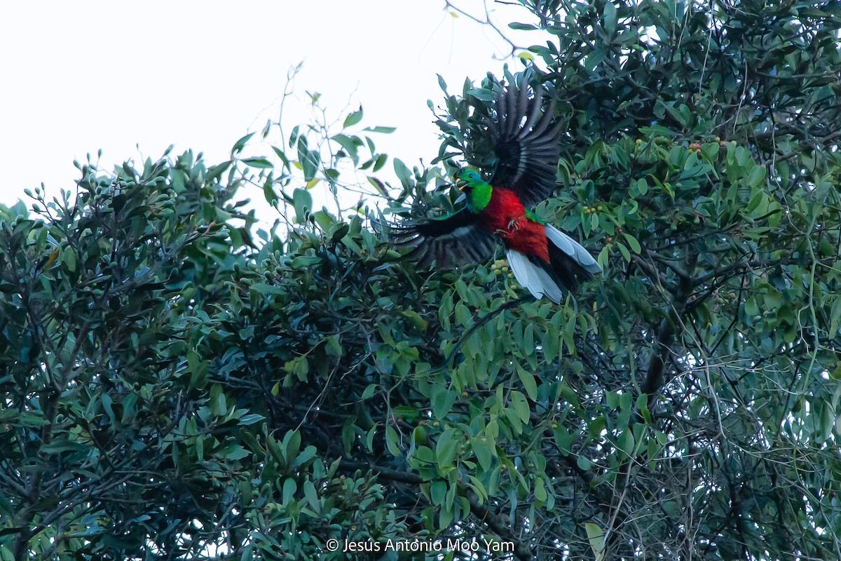 Quetzal resplendissant - ML614458774