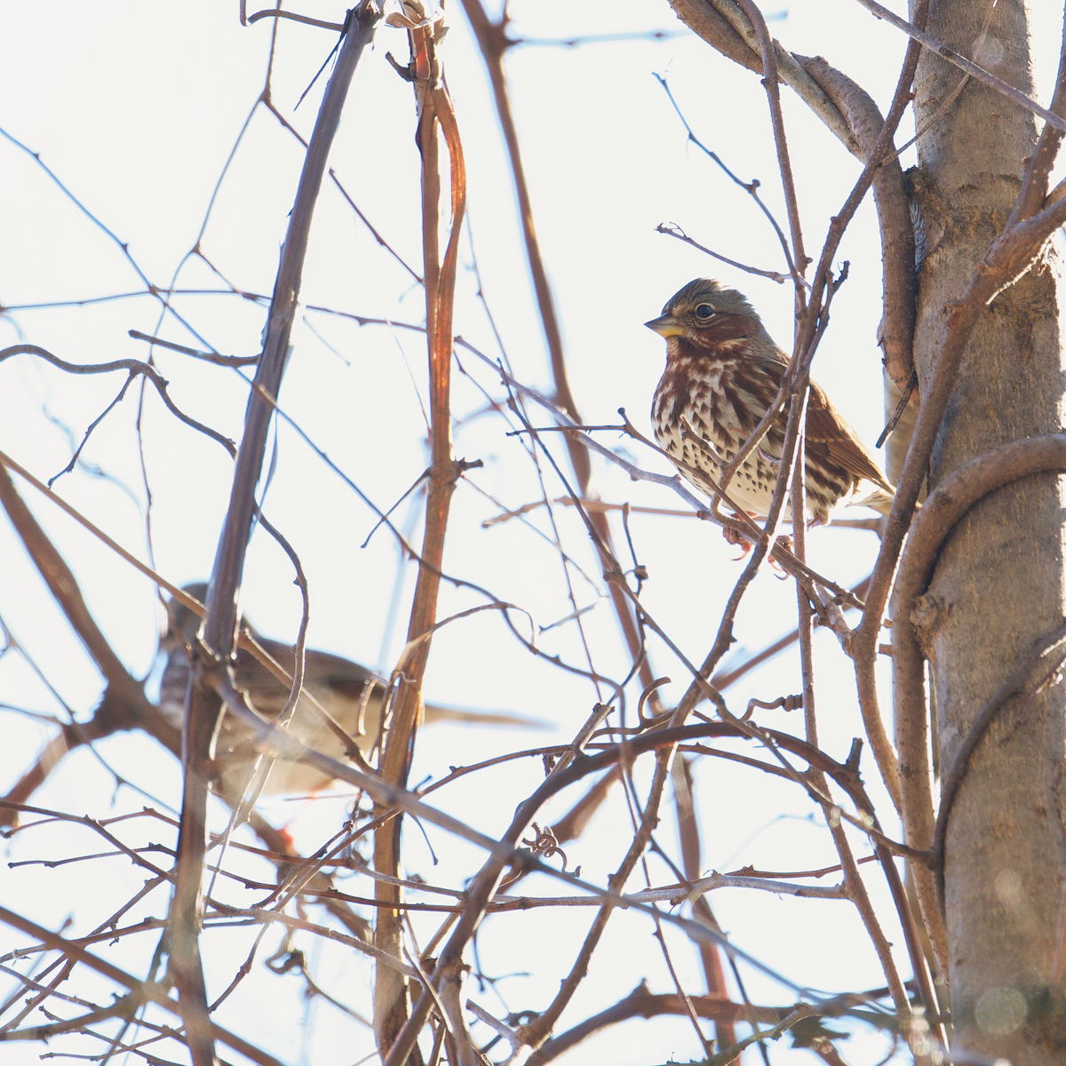 Fox Sparrow - Matt Altieri