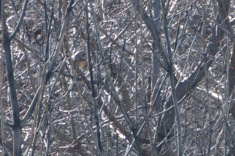 Fieldfare - ML614458783