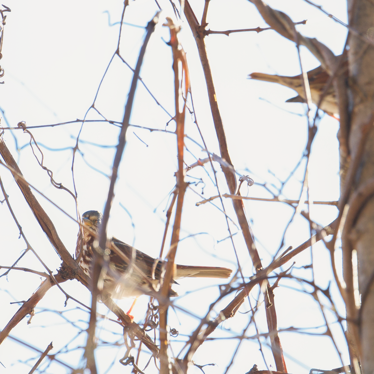 Fox Sparrow - Matt Altieri