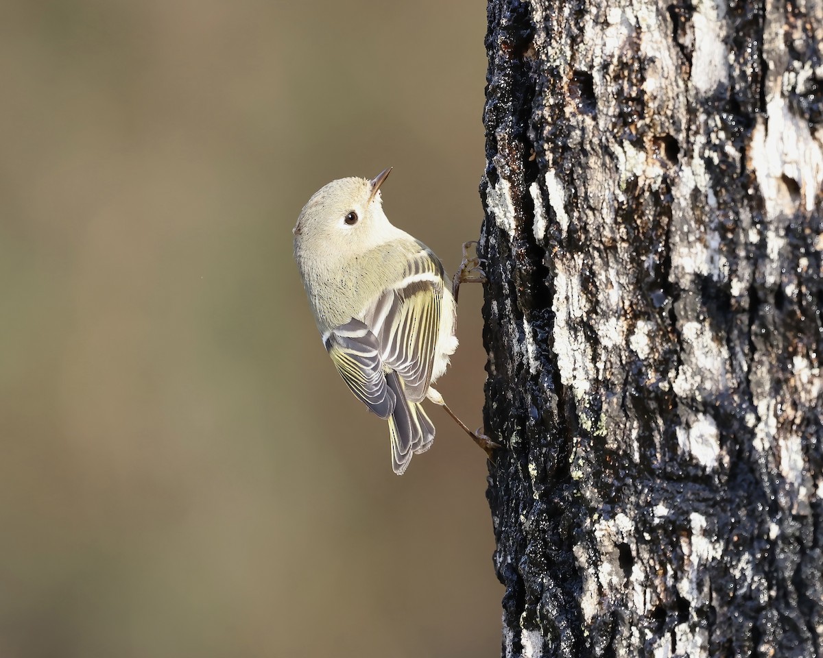 Ruby-crowned Kinglet - ML614458797