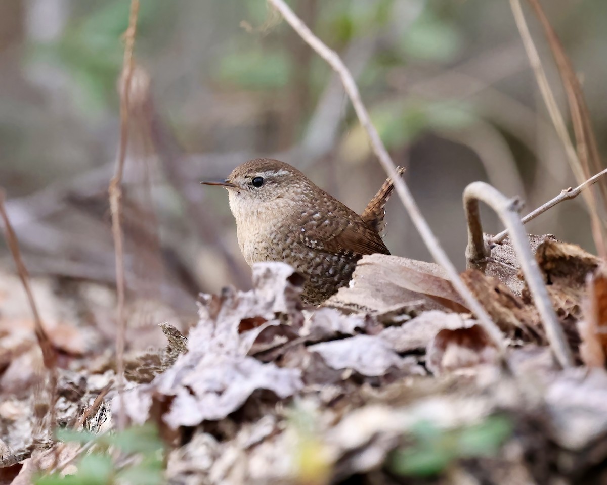 Winter Wren - ML614458802