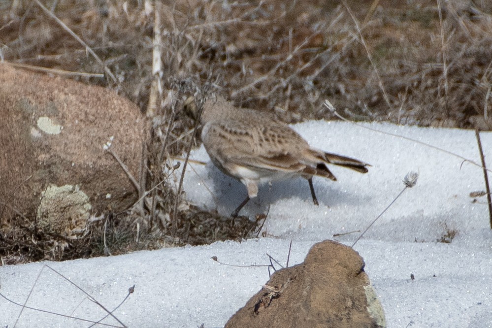 Horned Lark - ML614458823