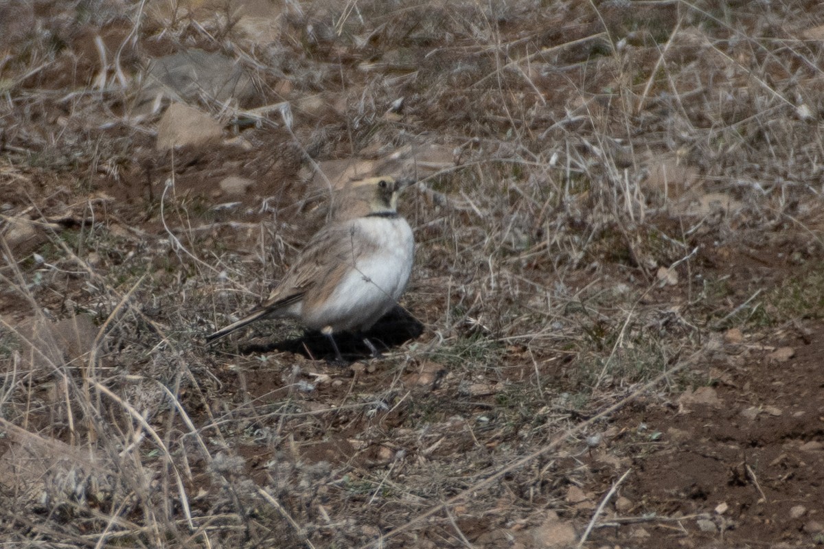 Horned Lark - ML614458824