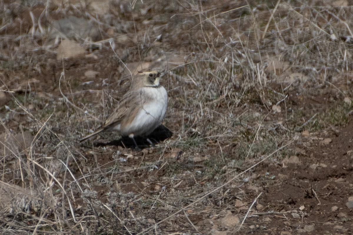 Horned Lark - ML614458825