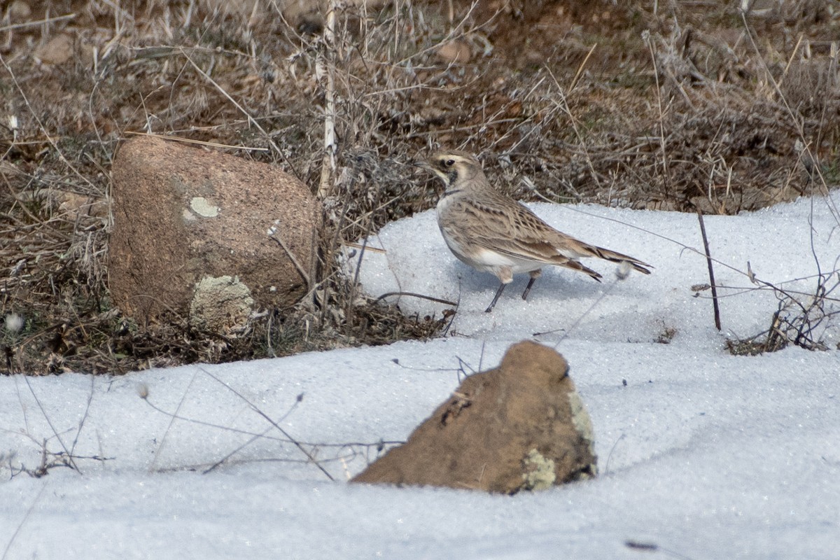 Horned Lark - ML614458826