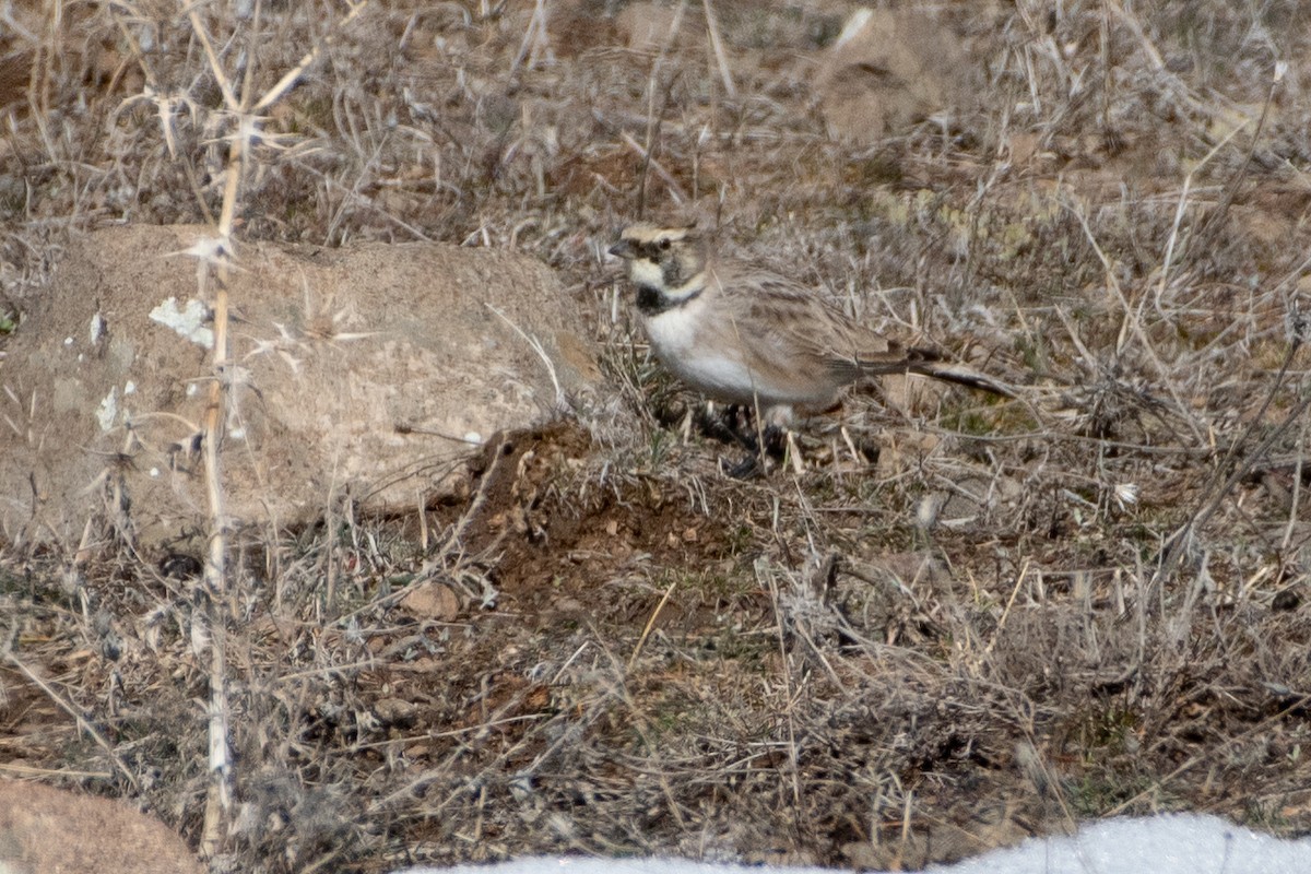 Horned Lark - ML614458828