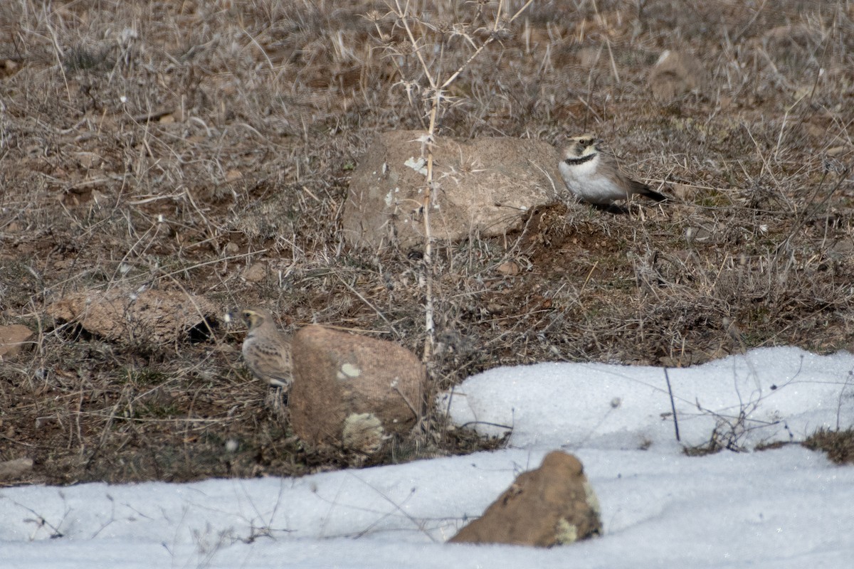 Horned Lark - ML614458829