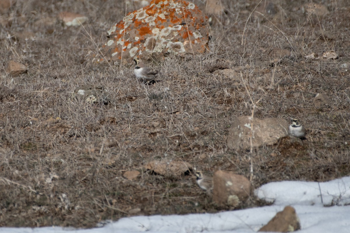 Horned Lark - ML614458831