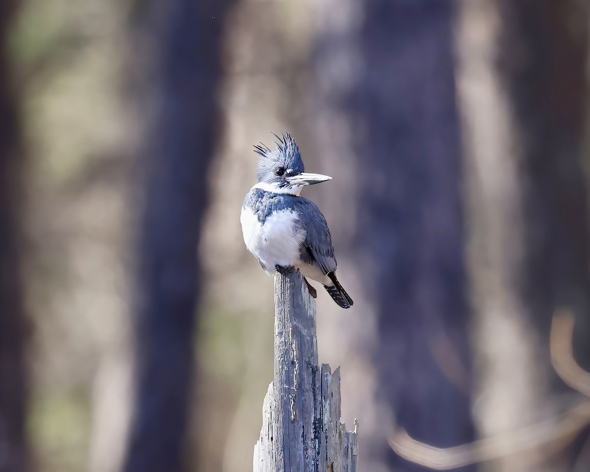 Belted Kingfisher - ML614458834