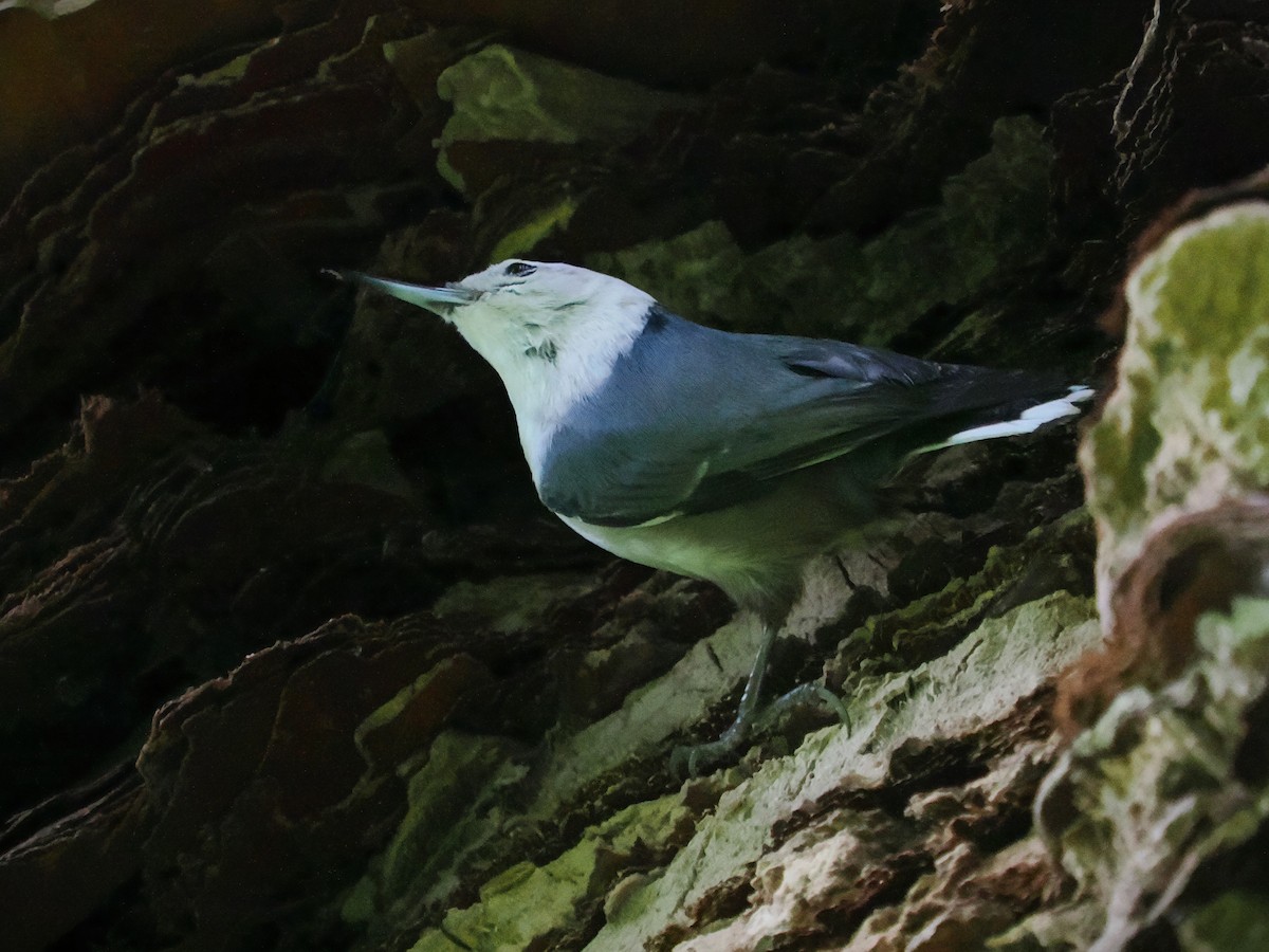 White-breasted Nuthatch (Pacific) - ML614458842