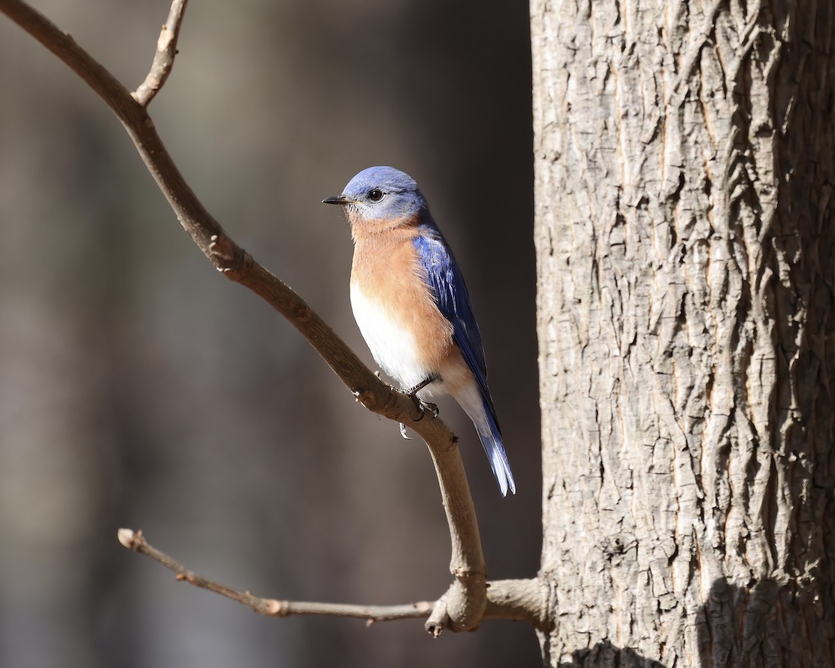 Eastern Bluebird - ML614458864