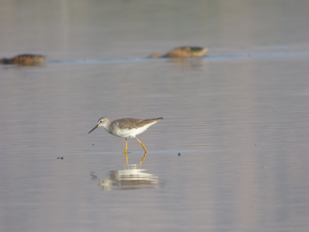 Lesser Yellowlegs - ML614458869