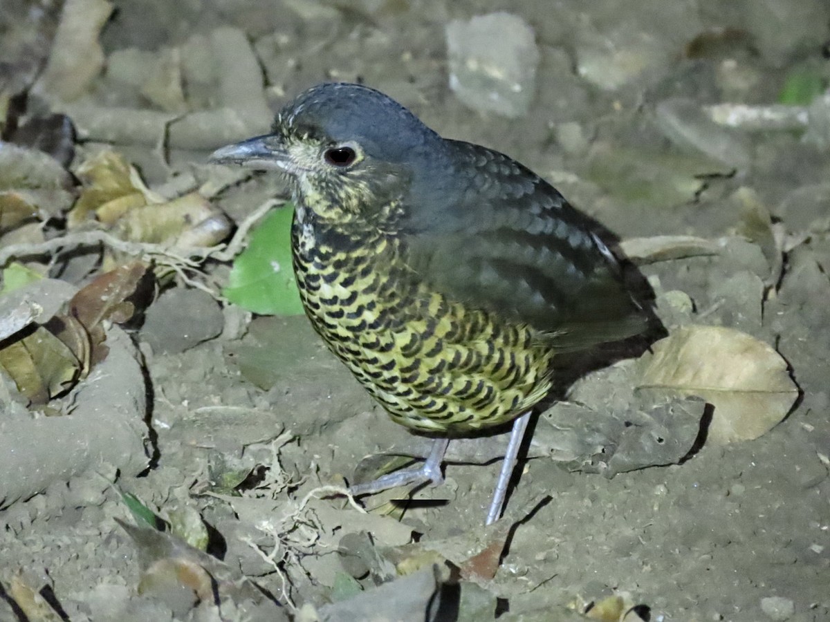 Undulated Antpitta - ML614458871