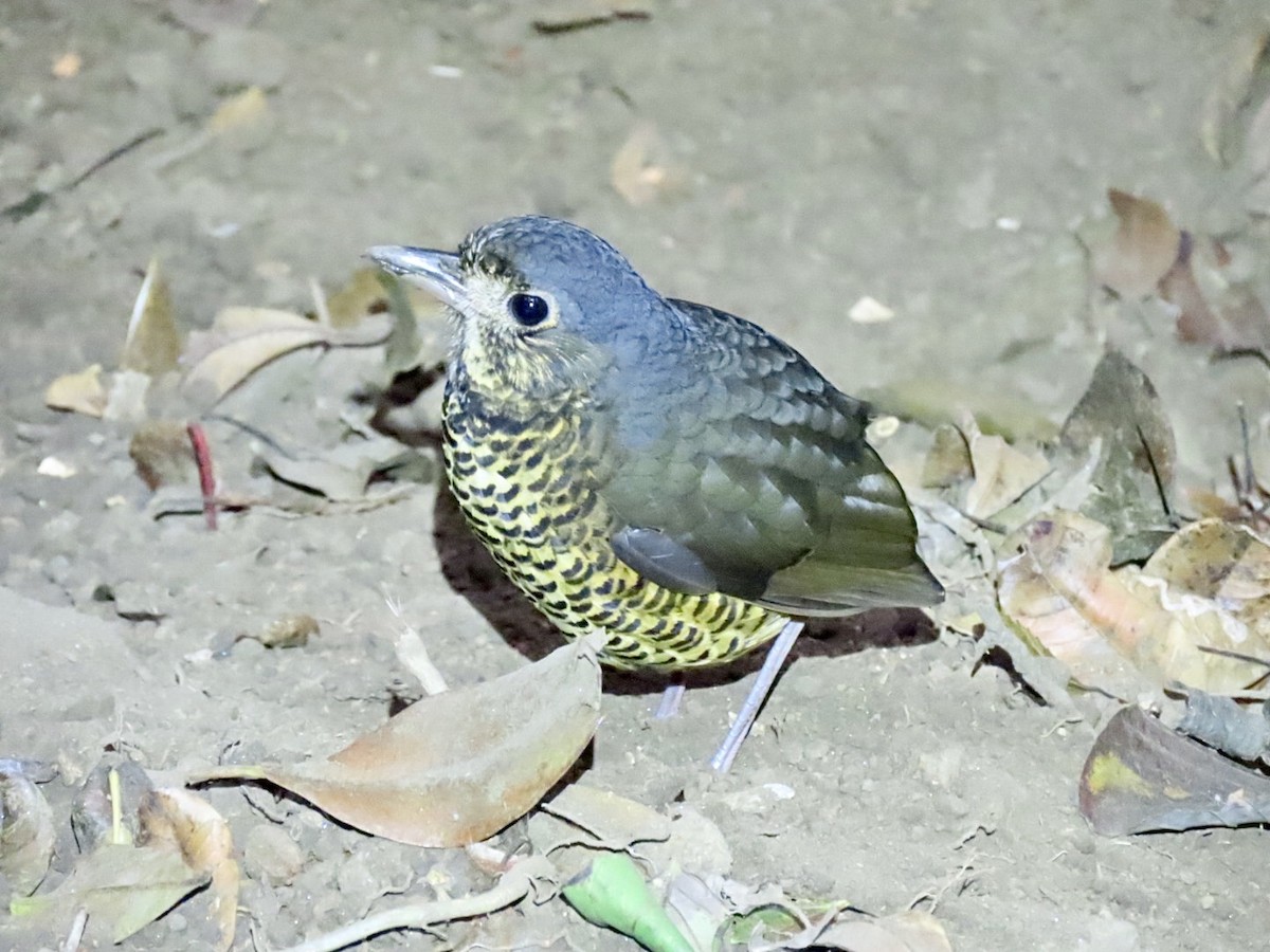 Undulated Antpitta - ML614458872