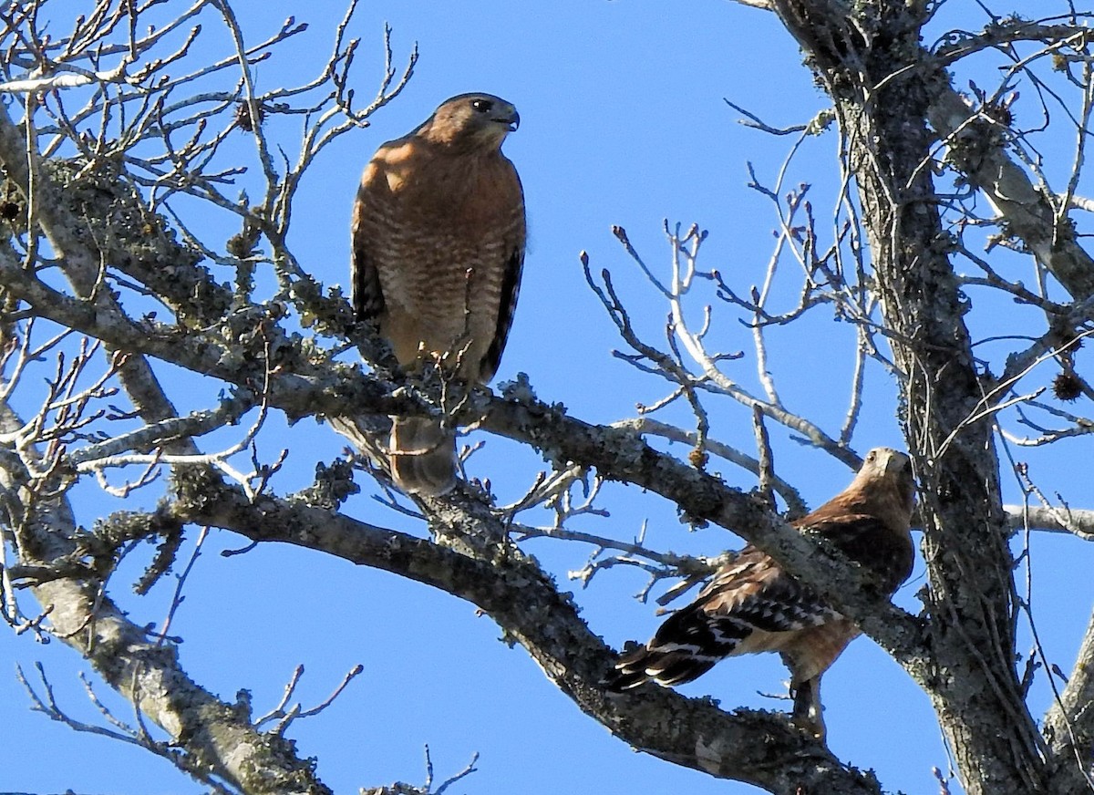 Red-shouldered Hawk - ML614458875