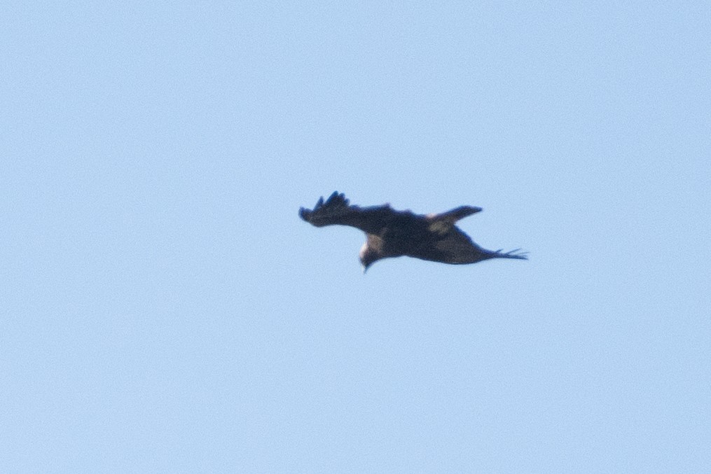 Golden Eagle - ML614458877