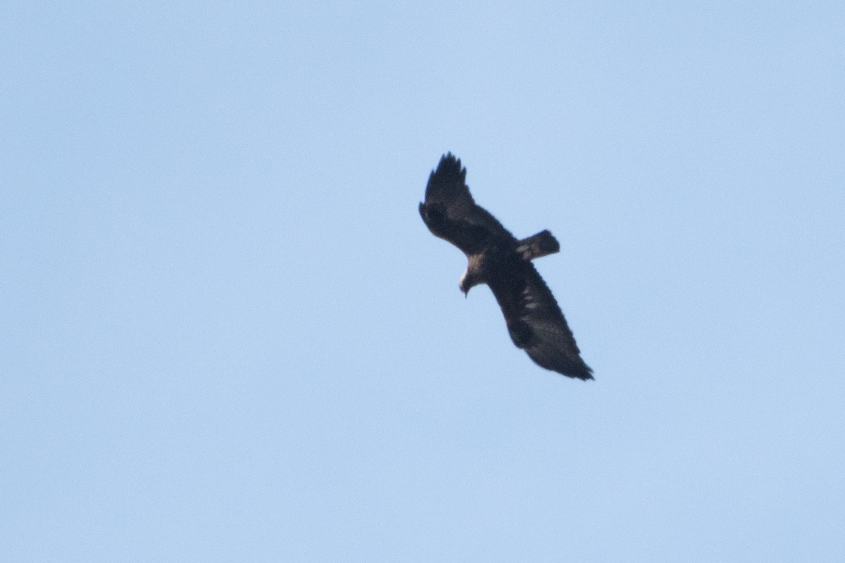 Golden Eagle - ML614458878