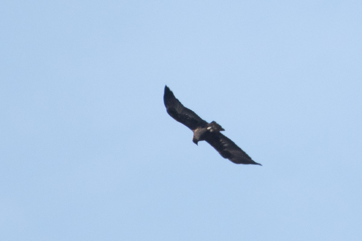 Golden Eagle - ML614458879
