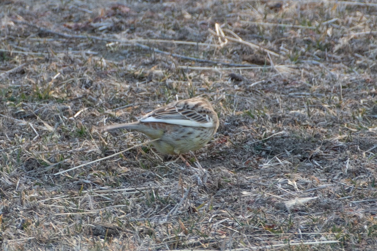 Yellowhammer - ML614458932