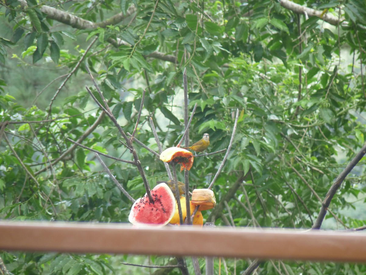 Scarlet-rumped Tanager (Passerini's) - Ann Monk