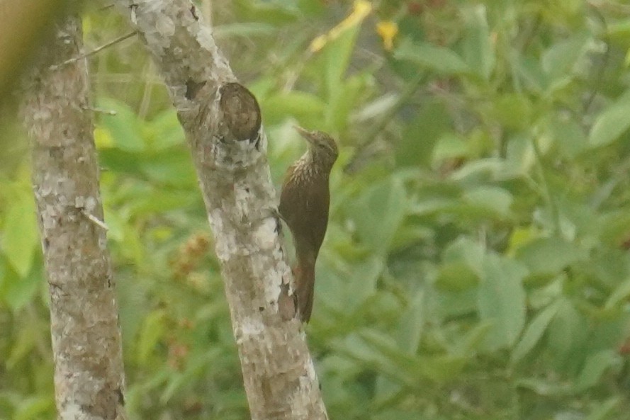 Buff-throated Woodcreeper - ML614459012