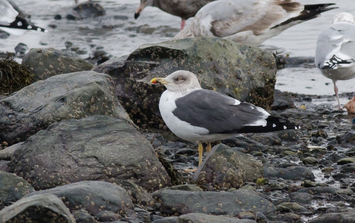 Lesser Black-backed Gull - ML614459023