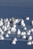 Herring Gull (American) - ML614459025