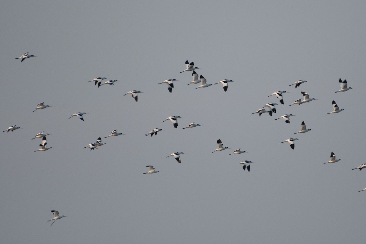 Pied Avocet - ML614459033