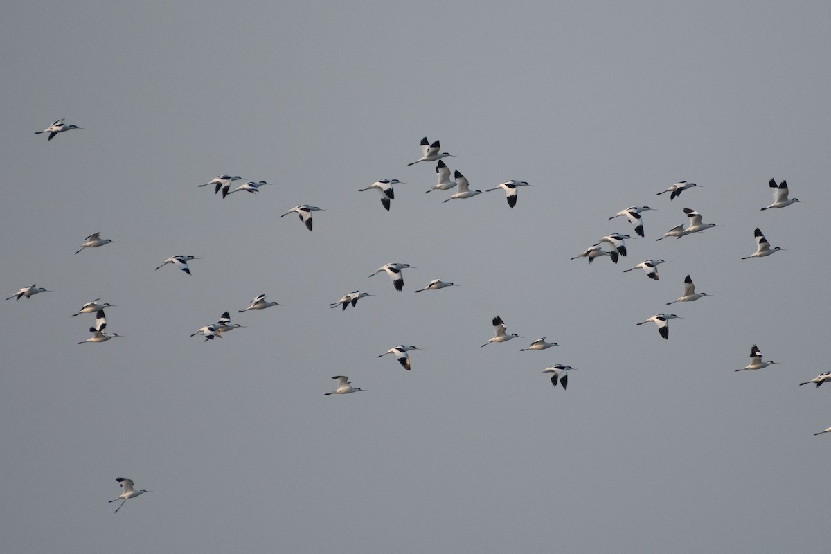 Pied Avocet - Grigory Evtukh