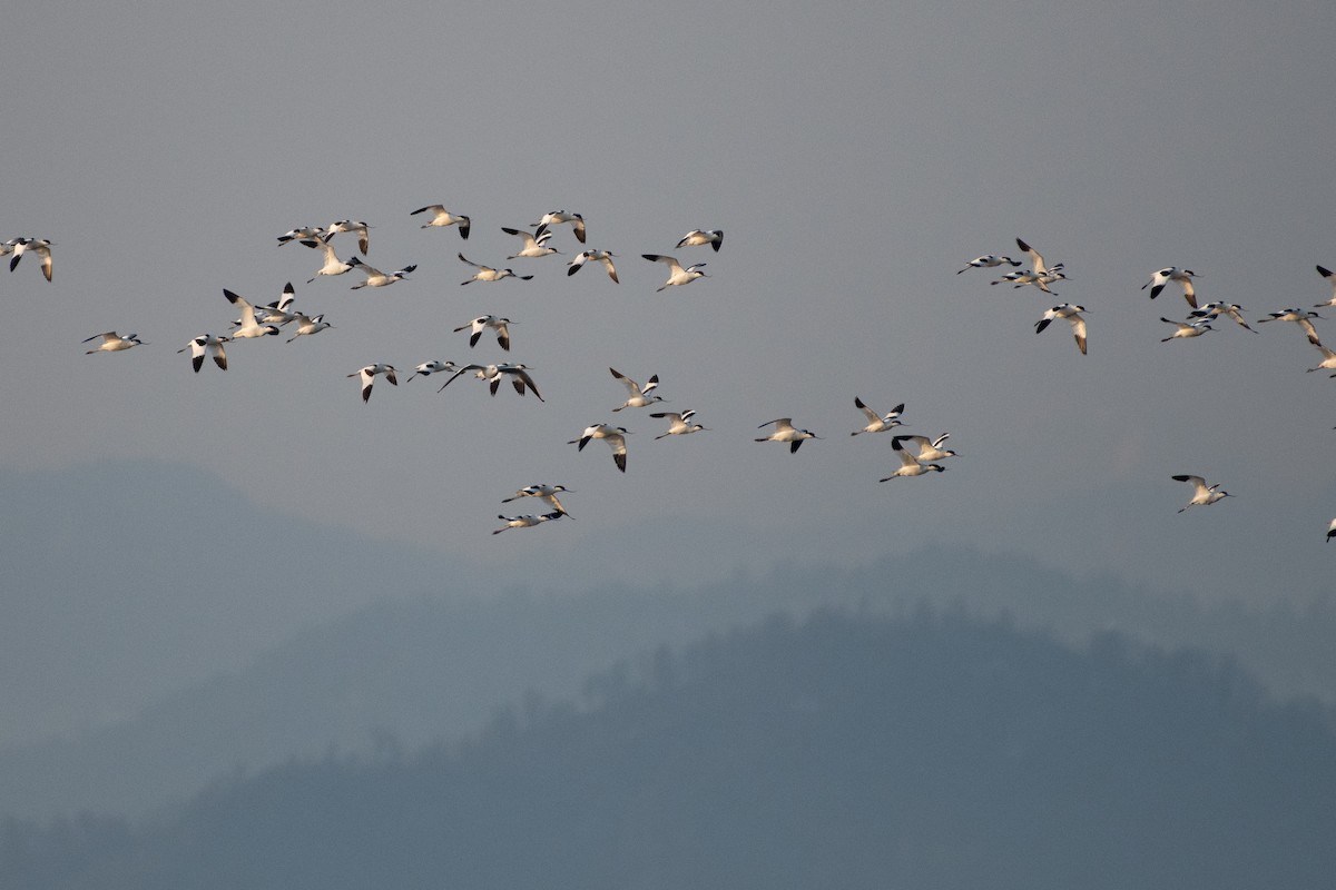 Pied Avocet - Grigory Evtukh