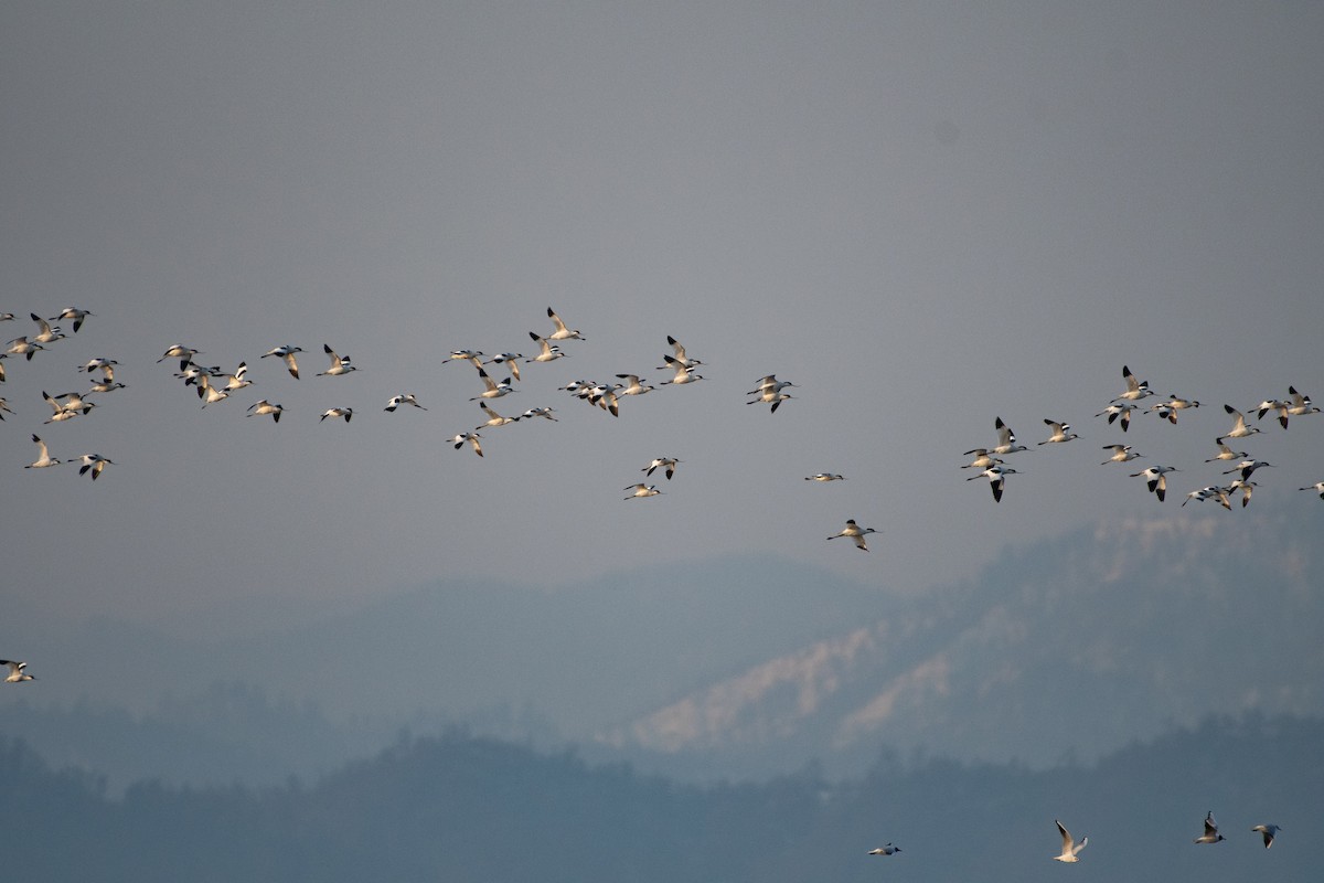 Pied Avocet - Grigory Evtukh