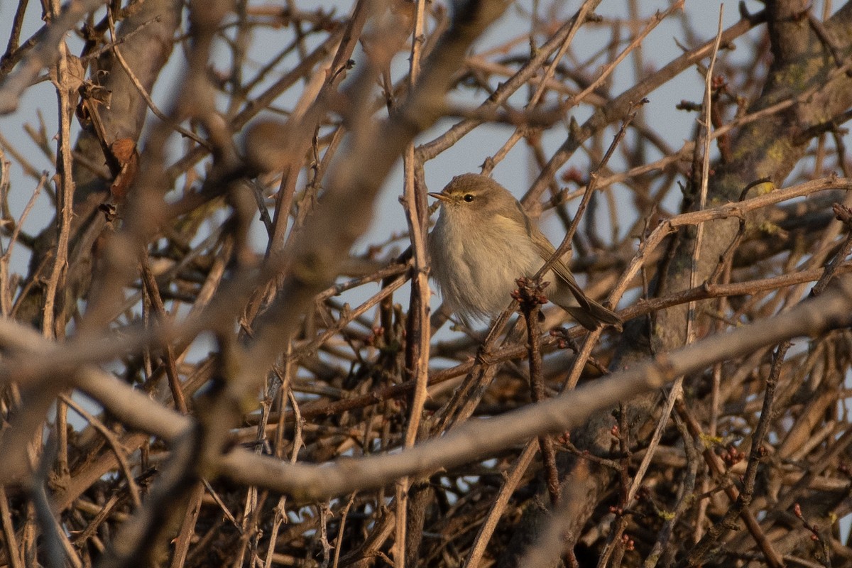 Common Chiffchaff - ML614459049