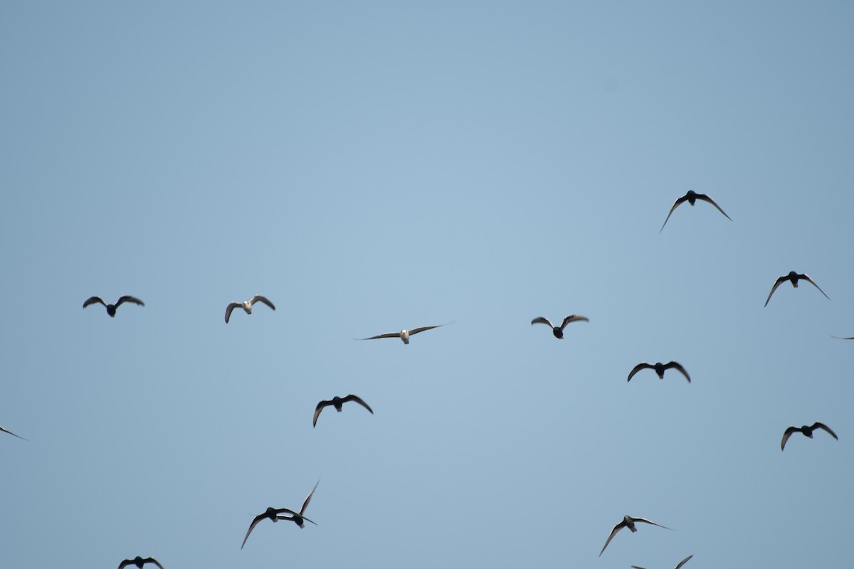 White-winged Tern - ML614459071