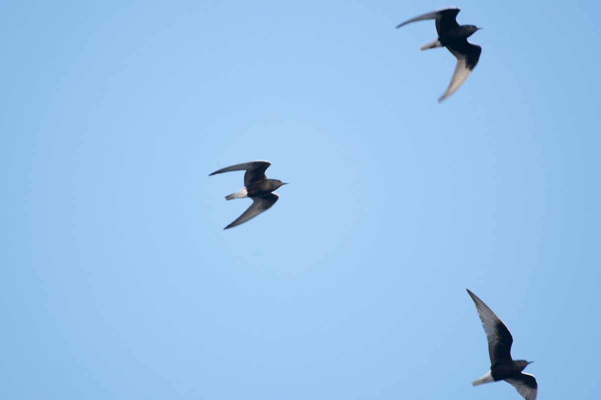 rybák bělokřídlý - ML614459087