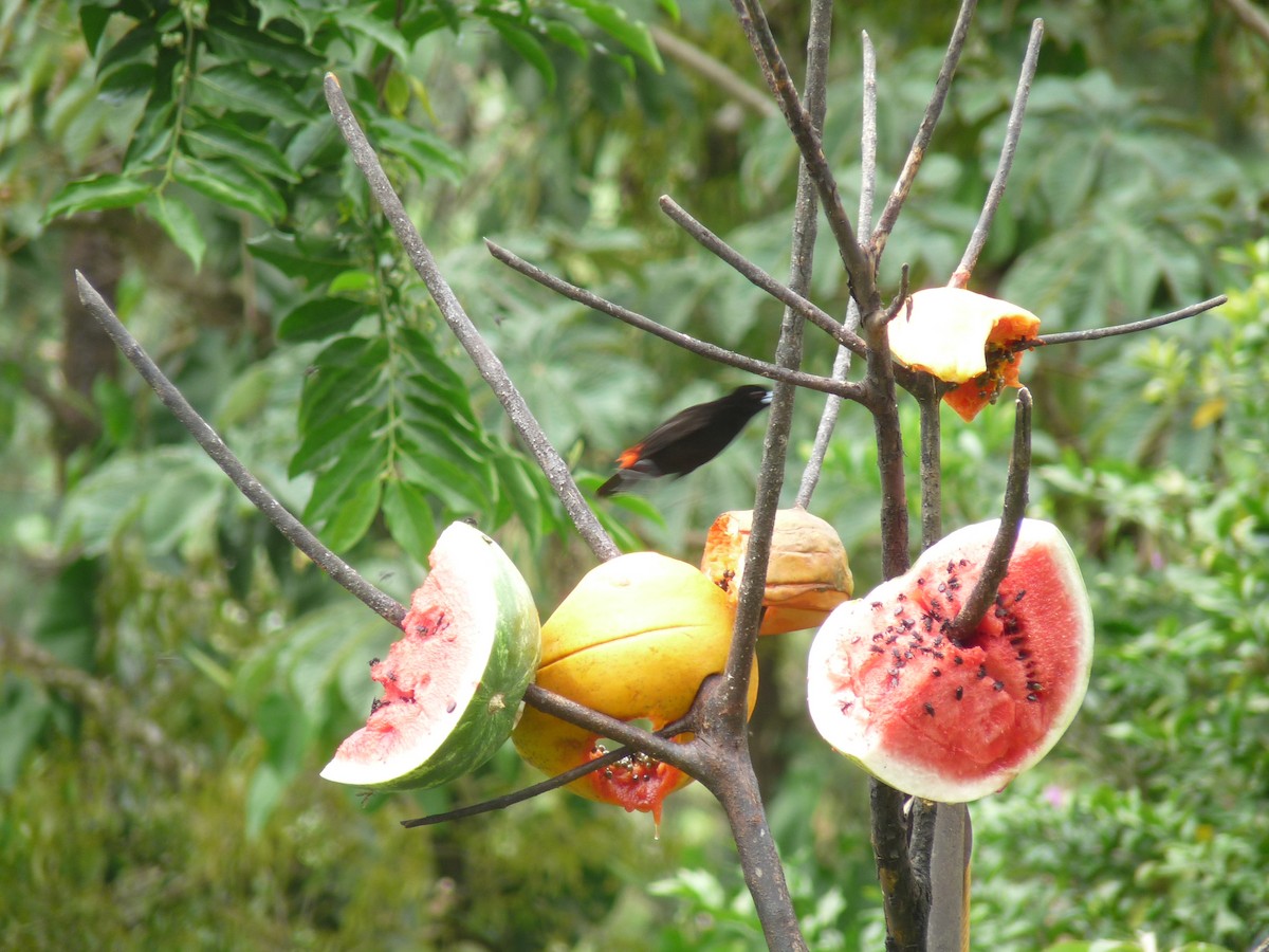 Scarlet-rumped Tanager (Passerini's) - Ann Monk