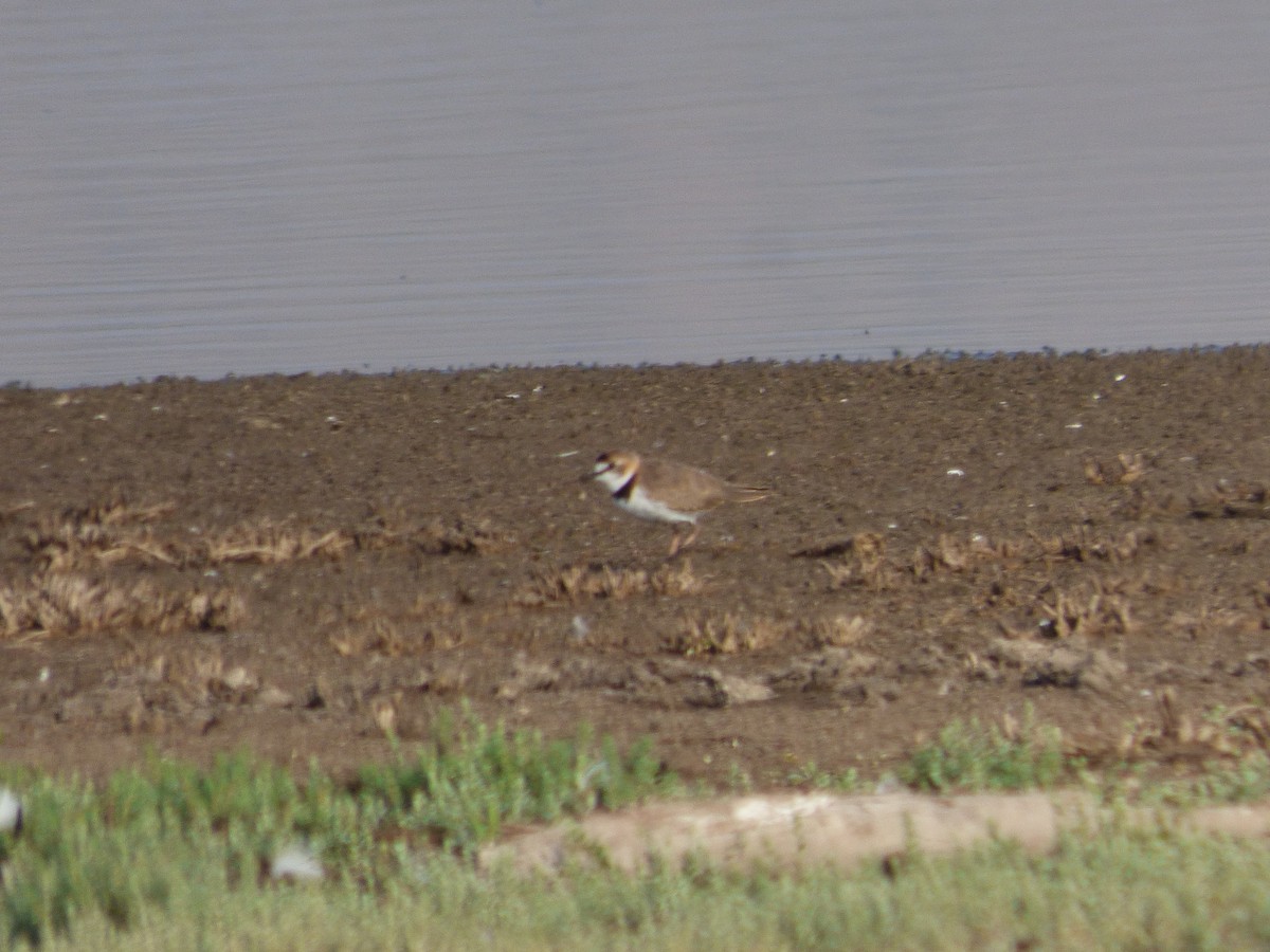 Collared Plover - ML614459111