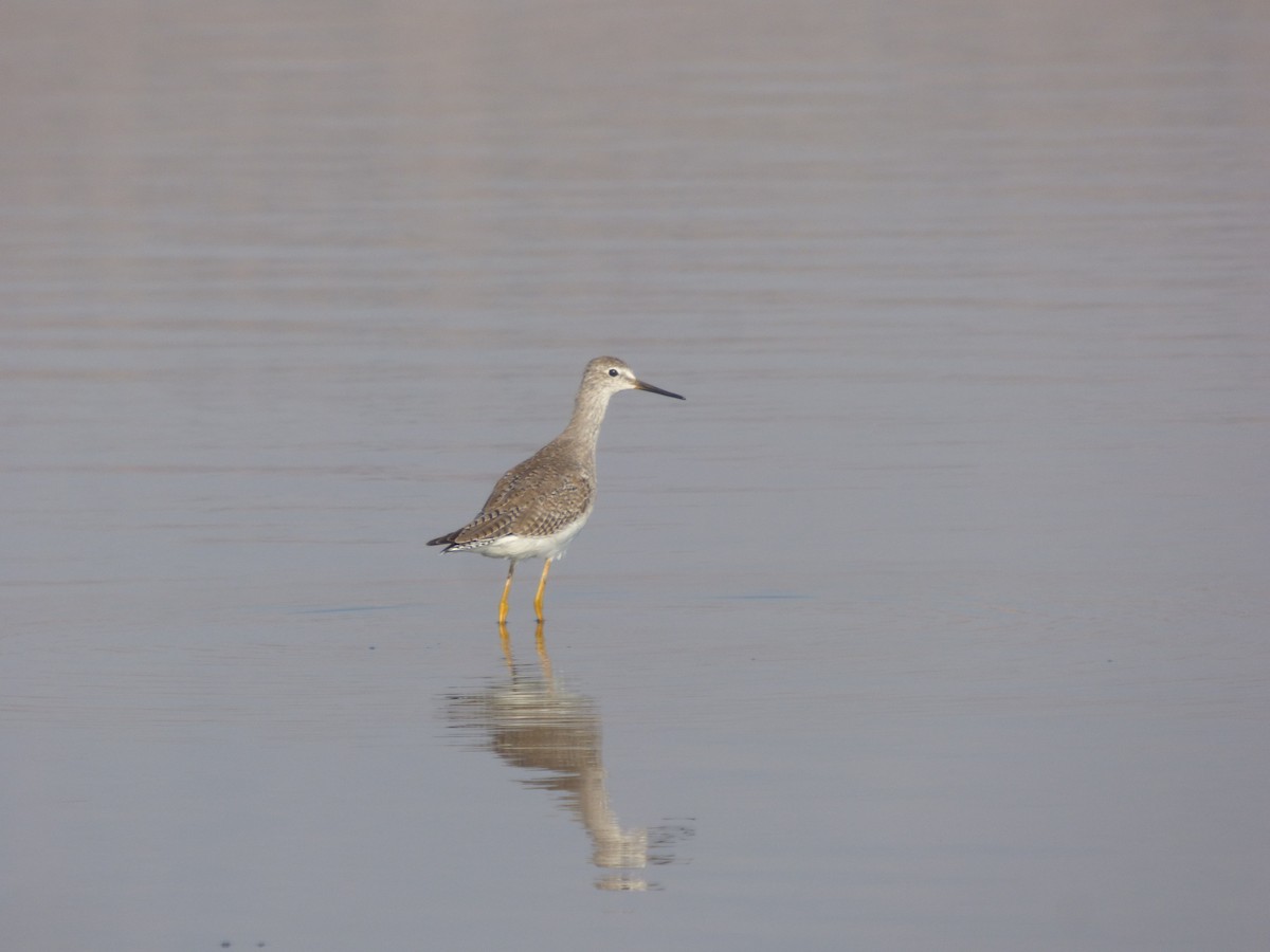 Lesser Yellowlegs - ML614459138