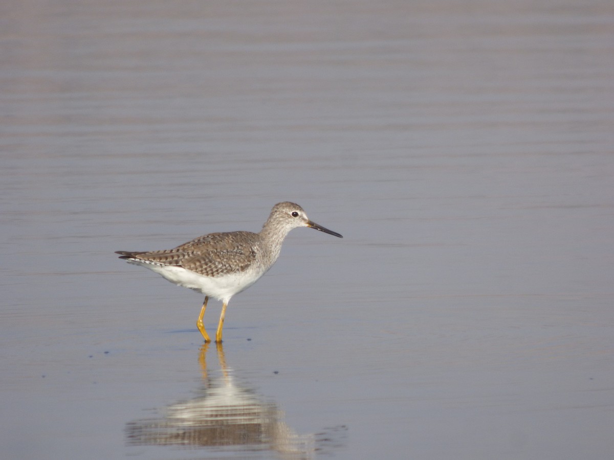 Lesser Yellowlegs - ML614459143