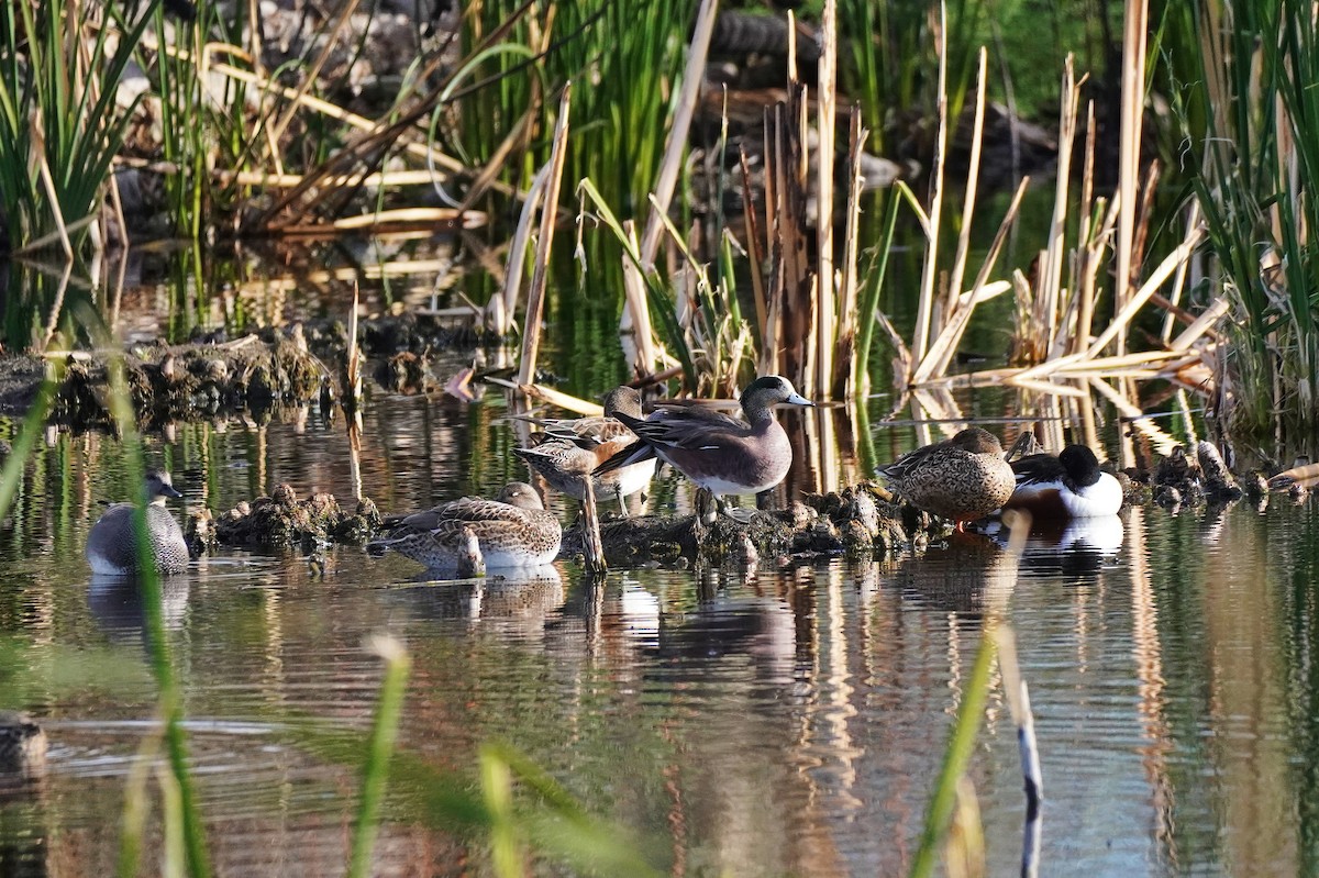 American Wigeon - ML614459145