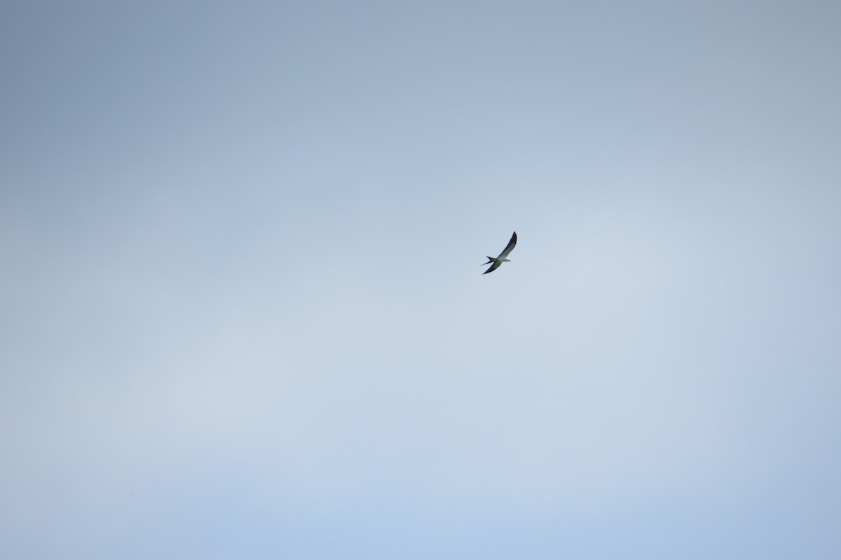 Swallow-tailed Kite - Eric Haskell