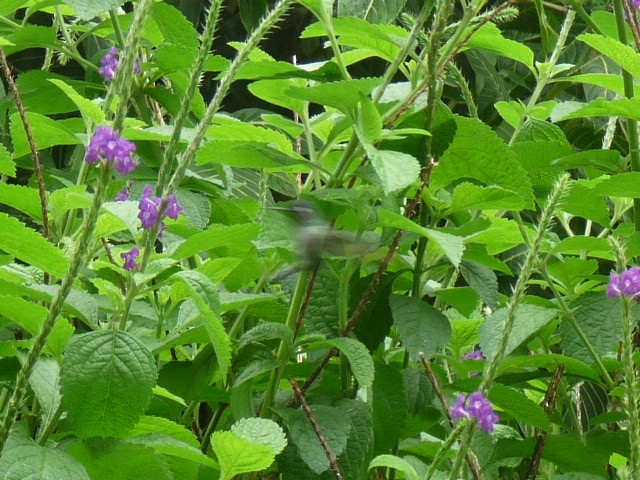 Violet-headed Hummingbird - Ann Monk