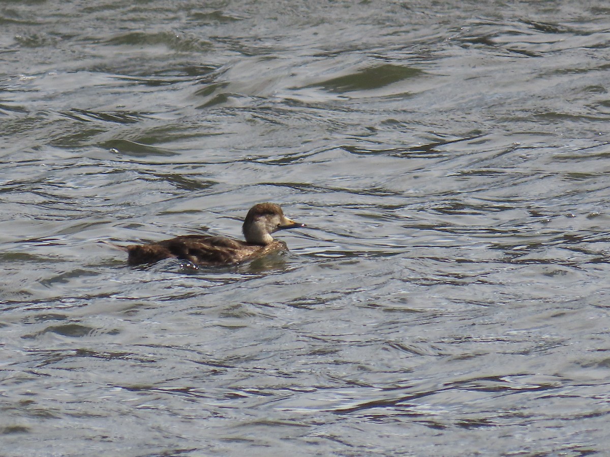 Black Scoter - ML614459256