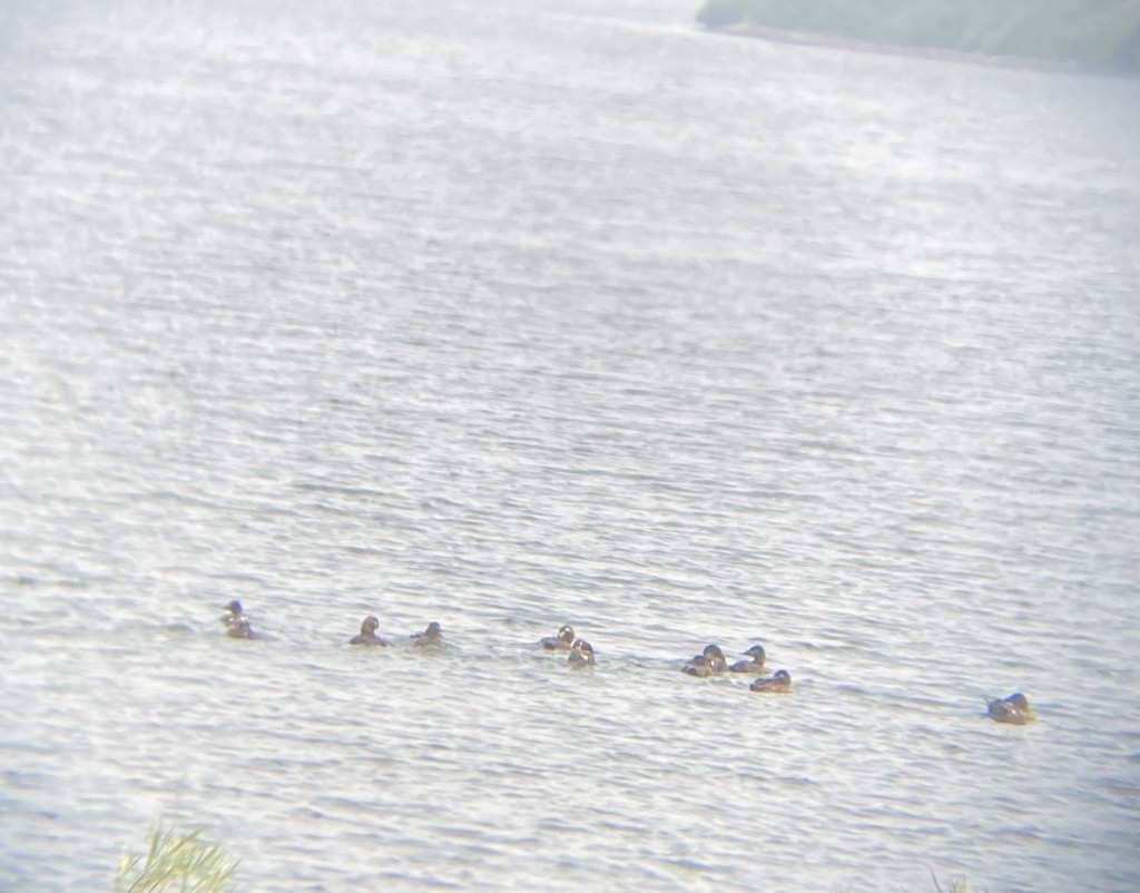 White-winged Scoter - ML614459417