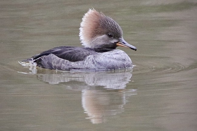 Hooded Merganser - ML614459509